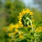 Beautiful Bright Sunflower in the Field