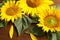 Beautiful bright sunflowers and petals on wooden background, closeup