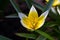 Beautiful bright tender flower of wild-growing perennial herb tulip Tulipa biflora