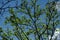Beautiful and bright tree, Erythrina poeppigiana