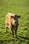 Beautiful bright view of brown cow peacefully grazing at farm near Puck`s Castle Ln, Ballycorus, County Dublin, Ireland. Irish