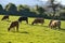 Beautiful bright view of herd of brown cows peacefully grazing at local farm near Puck`s Castle Ln, Ballycorus, County Dublin