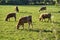 Beautiful bright view of herd of brown cows peacefully grazing at local farm near Puck`s Castle Ln, Ballycorus, County Dublin