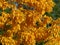 Beautiful bright yellow autumn foliage of the shagbark hickory tree