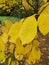 Beautiful bright yellow autumnal leaf yellow gold tree leaf
