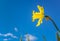 Beautiful bright yellow daffodil against a gorgeous blue sky with slight fluffy white clouds seen from below