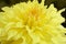 Beautiful Bright Yellow Dinnerplate Dahlia