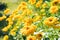 Beautiful bright yellow flowers growing on a meadow. Isolated focus.