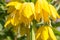 Beautiful bright yellow flowers hazel grouse imperial on a lawn in a spring park or garden