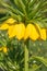 Beautiful bright yellow flowers hazel grouse imperial on a lawn in a spring park or garden