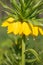 Beautiful bright yellow flowers hazel grouse imperial on a lawn in a spring park or garden