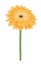 Beautiful bright yellow gerbera with watercolor effect isolated on white background