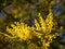 Beautiful bright yellow hairy mimosa flowers close-up. Blooming mimosa tree in early spring waves on wind. Sunny spring day.