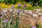 Beautiful Bright Yellow Lanceleaf Coresopsis and Purple Prairie