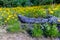 Beautiful Bright Yellow Lanceleaf Coresopsis Wildflowers with a