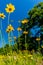 Beautiful Bright Yellow Lanceleaf Coresopsis Wildflowers in a Field.