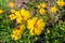 Beautiful Bright Yellow Lanceleaf Coresopsis Wildflowers in a Field.