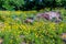 Beautiful Bright Yellow Lanceleaf Coresopsis Wildflowers in a Field.