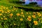 Beautiful Bright Yellow Lanceleaf Coresopsis Wildflowers in a Field.