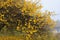 Beautiful bright yellow leaves hang on the crowns and branches of an apricot tree.