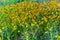 Beautiful Bright Yellow Plains Coreopsis Wildflowers in Texas