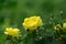 Beautiful bright yellow roses with green leaf in sunshine on blurred green background. Selective focus