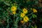 Beautiful bright yellow Senecio vernalis or eastern groundsel flowers