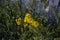 Beautiful bright yellow Senecio vernalis or eastern groundsel flowers