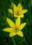 Beautiful bright yellow zephyranthes flowers