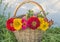 Beautiful bright zinnia flowers bouquet in the old wicker basket