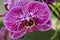 A Beautiful Brightly Colored Orchid