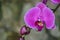 A Beautiful Brightly Colored Orchid