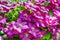 Beautiful brigth purple clematis flowers