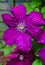 Beautiful brigth purple clematis flowers in the garden after the rain