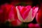 Beautiful brilliant blooming pink tulip flower