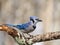 Beautiful brilliant blue jay