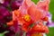 Beautiful Brilliant Red Snapdragons in the Rain