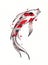 Beautiful and brilliantly colored Koi Carp fish on white background. Watercolor hand painting.  Symbol of good luck and prosperity