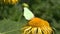 Beautiful brimstone butterfly, Gonepteryx rhamni on flower