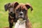 Beautiful brindle boxer puppy in foreground, looking at camera.
