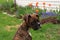 Beautiful brindle boxer puppy looking around yard with spring blooms