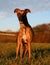 Beautiful brindle whippet portrait in the park