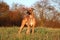 Beautiful brindle whippet portrait in the park