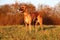 Beautiful brindle whippet portrait in the park