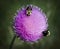 Beautiful Bristle Thistle Wildflower With Bees