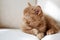 Beautiful british cinnamon color kitten
