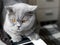 Beautiful British gray cat sits on the keys of a piano, close-up portrait, large yellow eyes