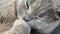 Beautiful British grey cat with orange eyes