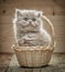 Beautiful british long hair kitten in a basket