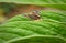 Beautiful british painted lady butterfly on garden flower leaf